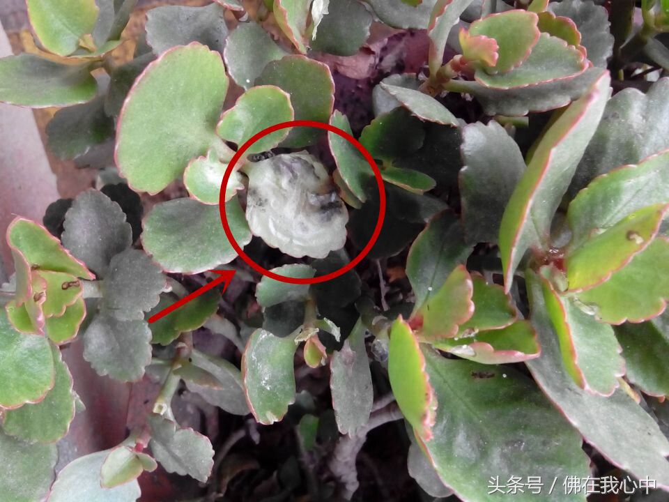 家里的植物长虫了,又不想打农药,可以试试这几种办法