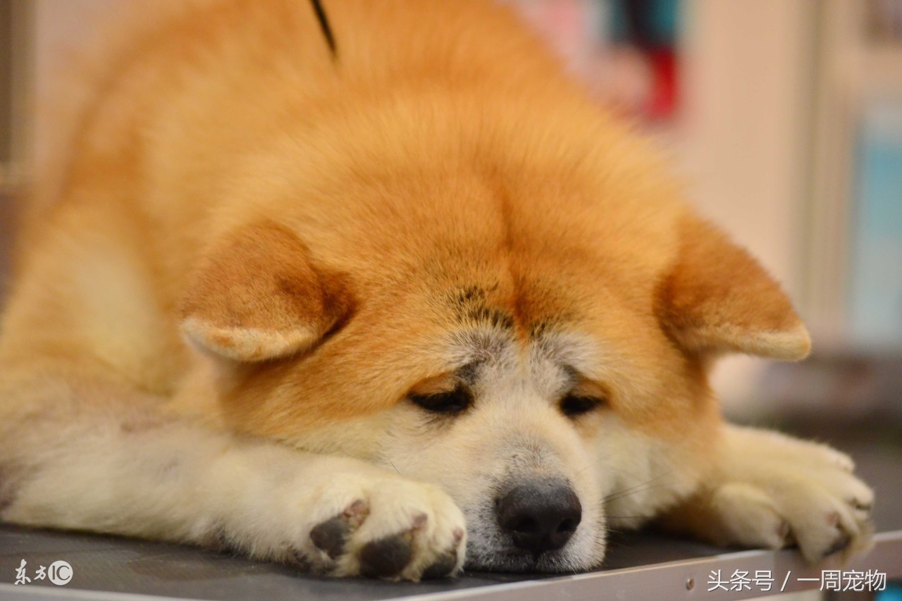 挑选秋田犬技巧和方法,怎么样挑选美版秋田犬