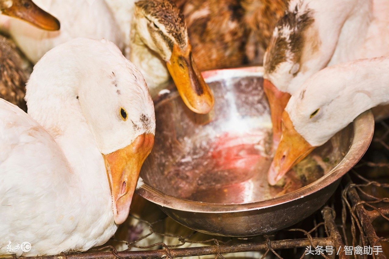 鸭子会不会引起腹泻,鸭子生理性腹泻怎么治