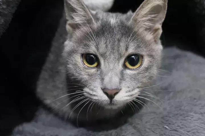 人类吸猫小史,人类吸猫的时候猫是怎么想的