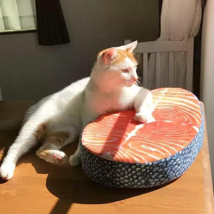 人类吸猫小史,人类吸猫的时候猫是怎么想的