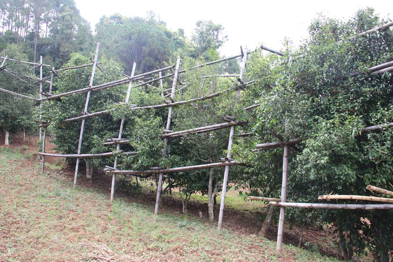 古树茶好喝吗视频,古树茶好在哪里