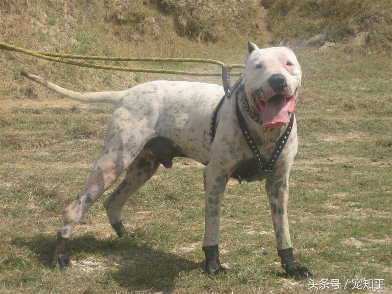 巴基斯坦库达犬长什么样,巴基库达犬