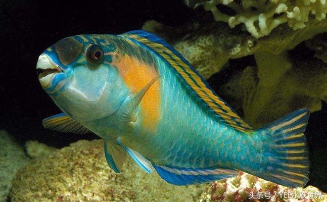 天地生化而成的精灵，一直在跟这些疾病搏斗