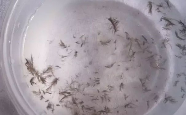 挑毛燕的小窍门,挑毛燕最好方法