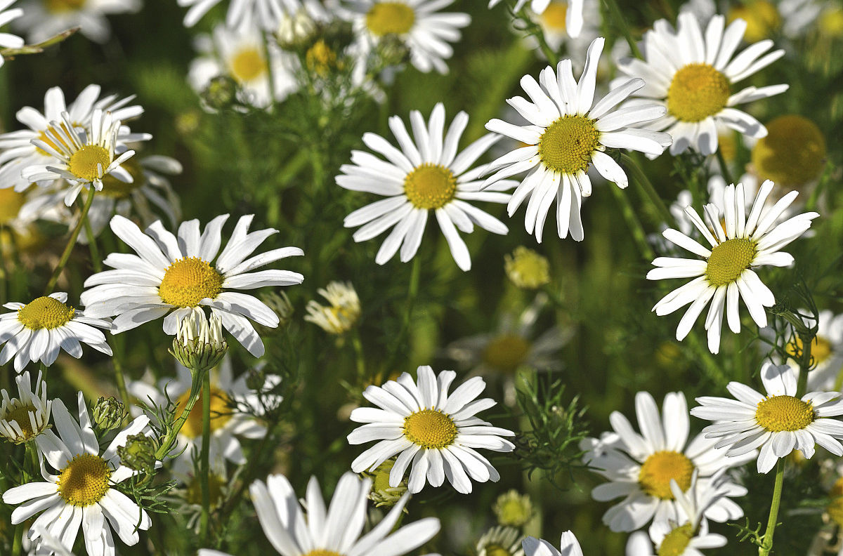精油对婴儿的作用与功效,儿童用的单方精油
