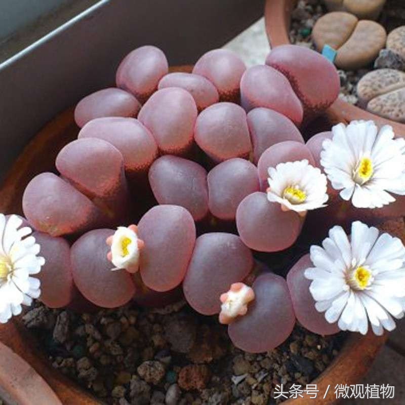 多肉植物屁股,长得像屁屁的多肉植物