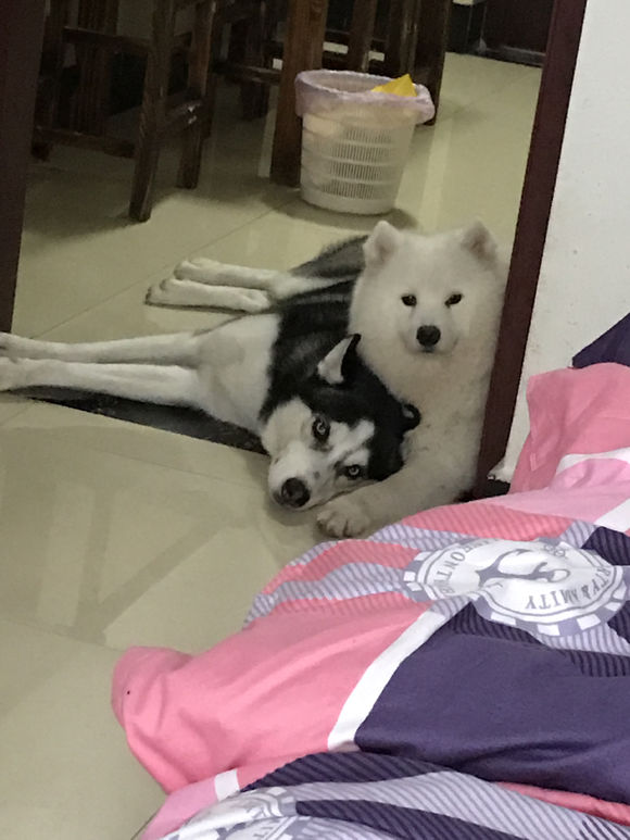 哈士奇被别的狗欺负了,哈士奇和萨摩耶的混种宝宝