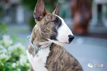 「犬种百科」铁汉柔情爱干净撞脸红雷精力盛——牛头梗