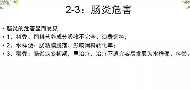鸡腺肌胃炎引起肠炎原因,鸡群患腺胃炎怎么治疗
