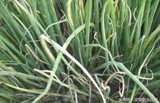 早疫病和晚疫病怎么区别,哪些病害属于晚疫病