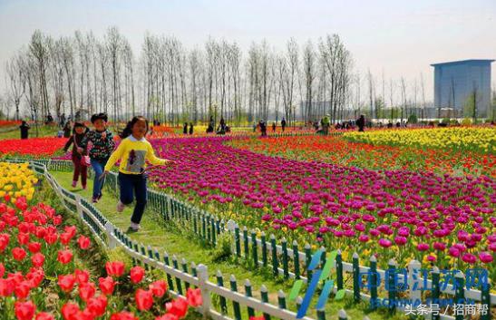 山东农业种植致富项目,湖南农业种植致富项目
