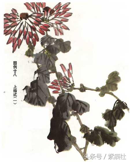 国画中球形菊花怎么画好看,名家画菊花的简单画法