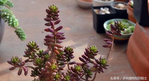 多肉增色肥料,多肉植物增色素的用法