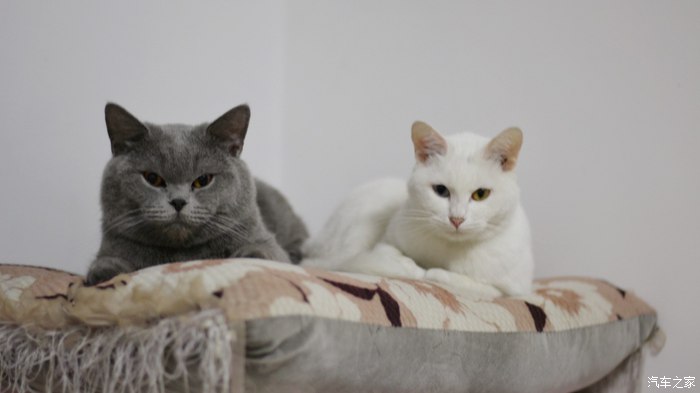 涨知识一些你不知道的秘密,汽车用品各种使用方法