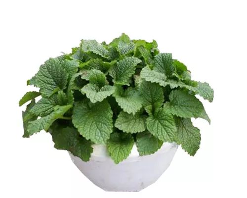 秋季对咽喉保养最好方法,秋冬嗓子疼多吃什么水果