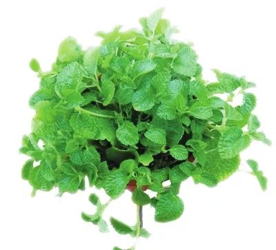 秋季对咽喉保养最好方法,秋冬嗓子疼多吃什么水果