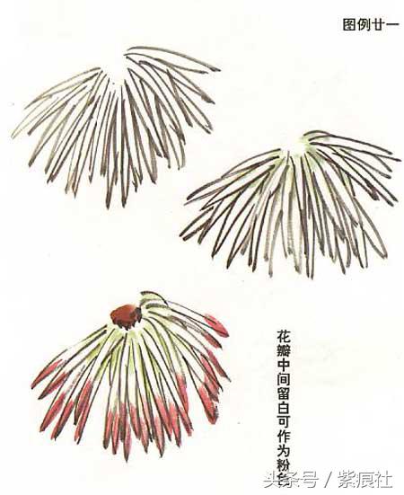 国画中球形菊花怎么画好看,名家画菊花的简单画法