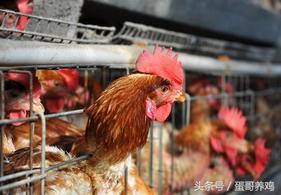 瘫鸡最怕什么病,大群鸡瘫痪症状图片