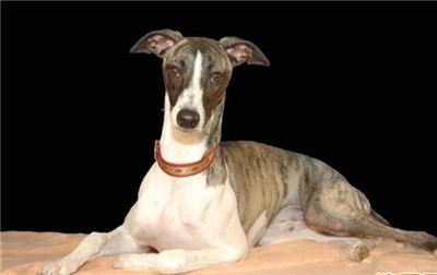 惠比特犬吃什么,惠比特犬能家庭陪伴吗