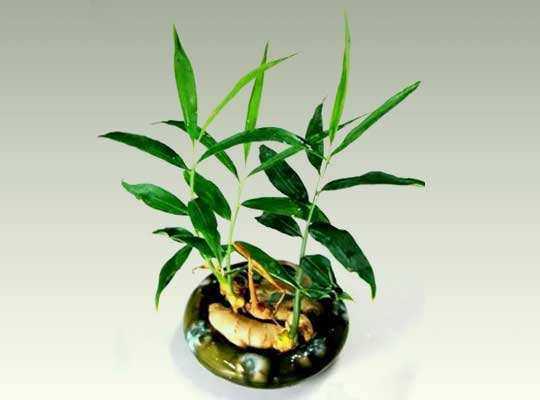 吃不完的生姜可以把它晒成干姜吗,吃不完的葱姜蒜要放冰箱吗