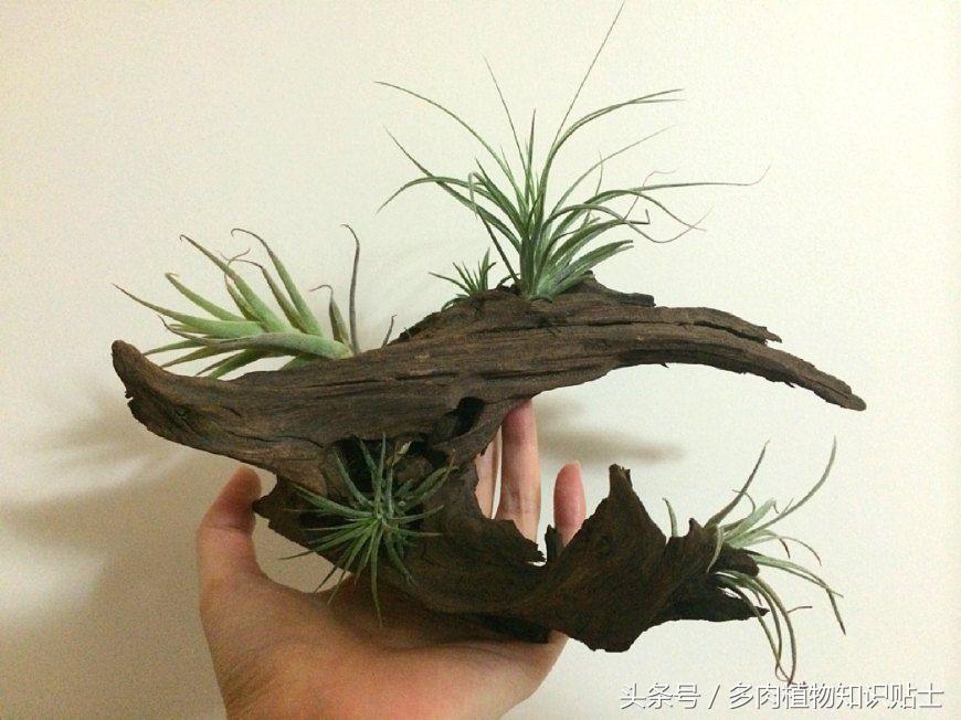 空气凤梨,懒人才会养的植物