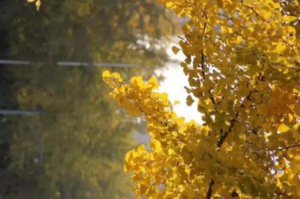 京城赏秋打卡胜地,京城赏荷最佳路线图