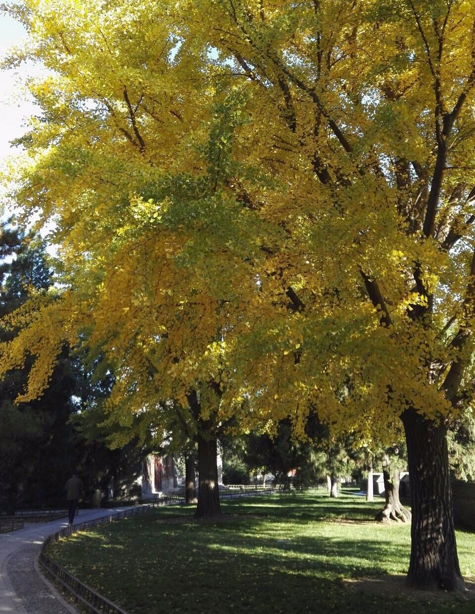 京城赏秋打卡胜地,京城赏荷最佳路线图