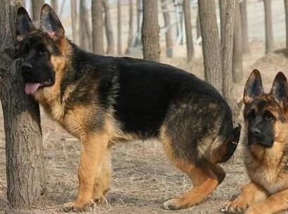 德国牧羊犬生病,德国牧羊犬生病是怎么样的