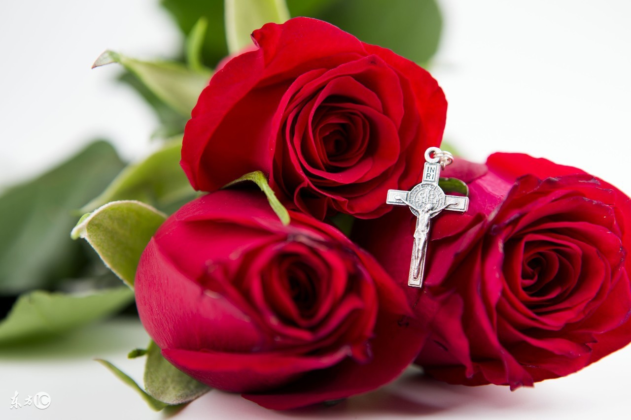 玫瑰花语大全各种花的花语,各种玫瑰花代表的花语