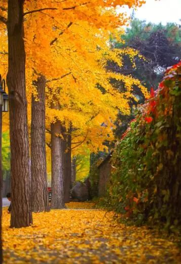 京城赏秋打卡胜地,京城赏荷最佳路线图