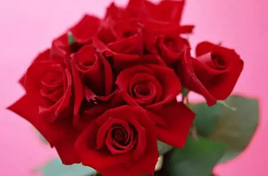 关于新加坡国花知识,新加坡的国花叫什么名字