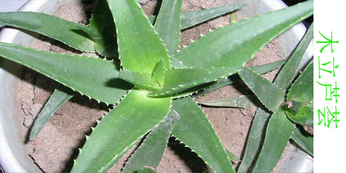 芦荟有哪些品种都叫什么名字,什么品种的芦荟净化空气最好