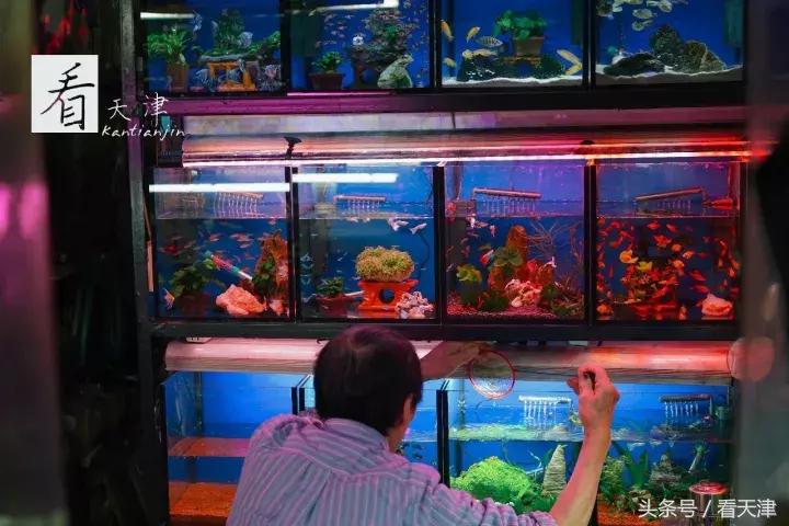 天津宝鸡道花鸟鱼虫市场鹦鹉全吗,天津市宝鸡道花鸟鱼虫市场文玩