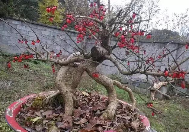 真弓卫矛盆景修剪伤口要处理吗,卫矛树盆景如何才能开花结果