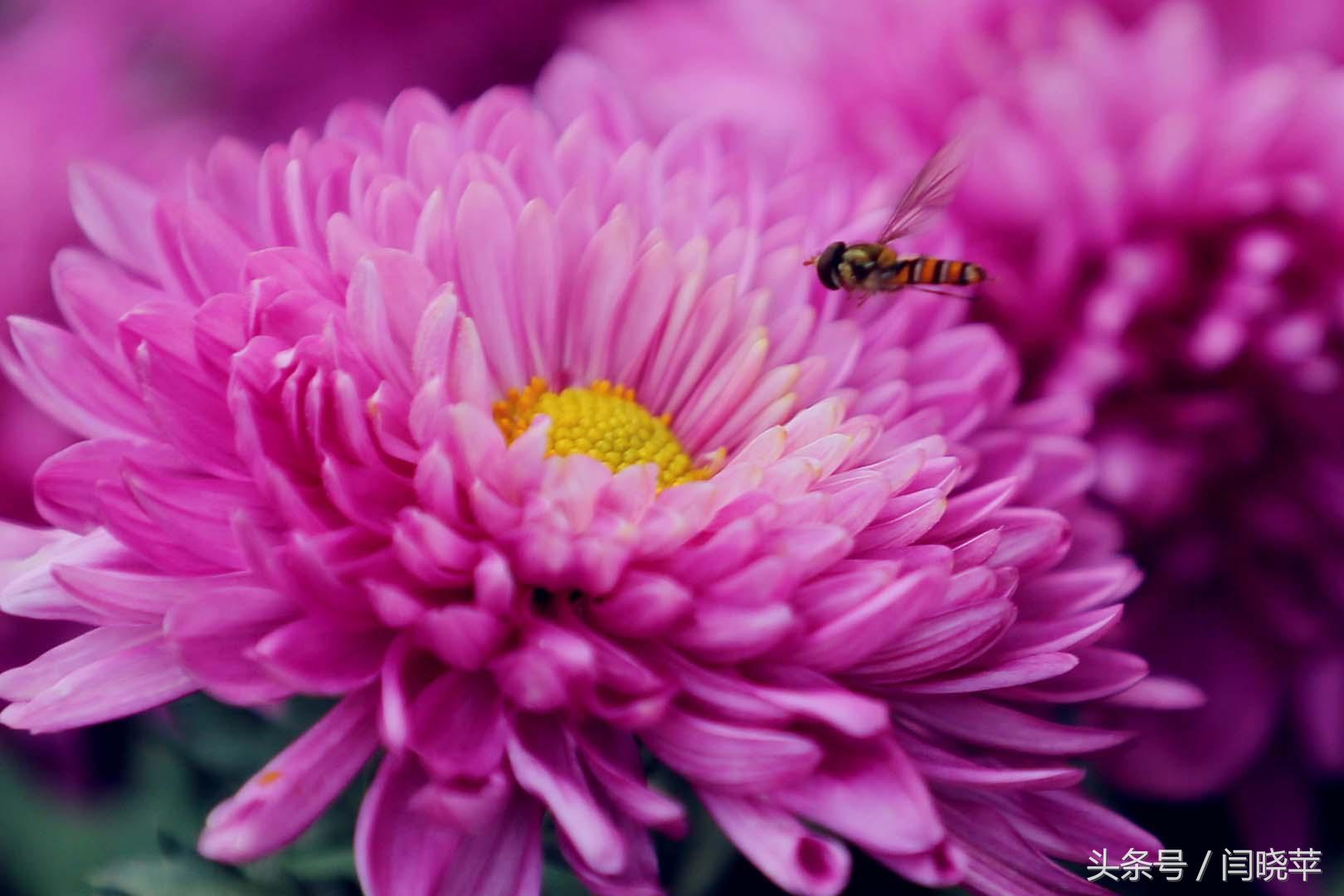 悠然菊影从何觅？南山菊姿下龙亭