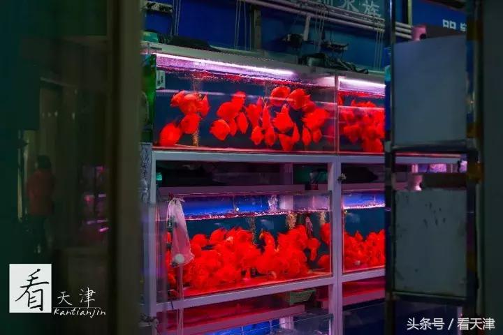 天津宝鸡道花鸟鱼虫市场地铁,宝鸡道花鸟鱼虫市场天津