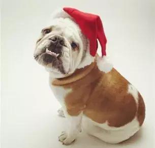 斗牛犬眼睛发红眼屎多用什么药,斗牛犬眼睛起脓