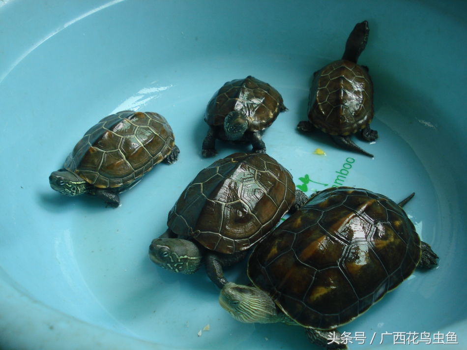 鸫龟先生饲养乌龟注意事项,三种龟的养殖方法