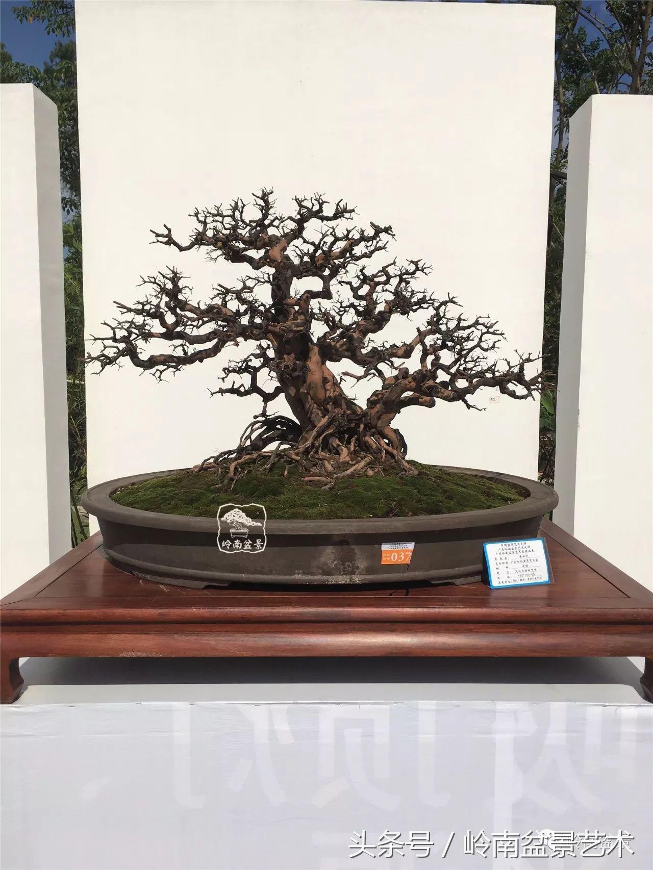 雀梅盆景价格在五千元至二万元的,经典中式庭院雀梅盆景100万以上