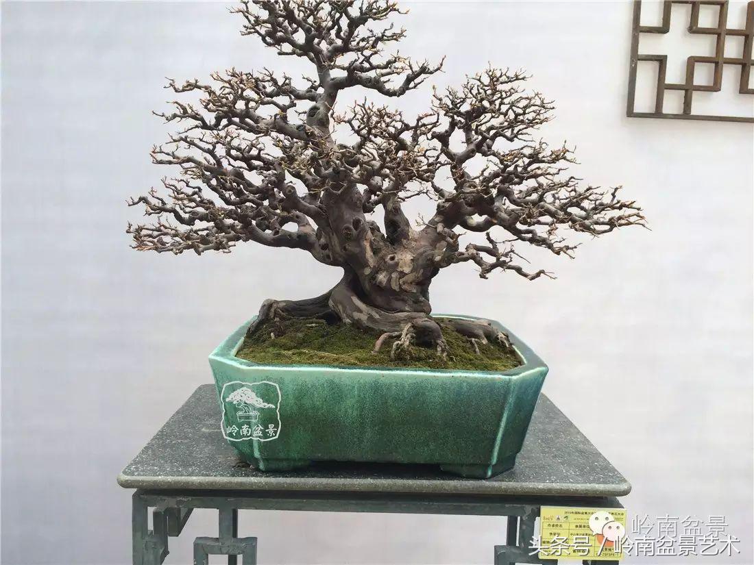 雀梅盆景价格在五千元至二万元的,经典中式庭院雀梅盆景100万以上