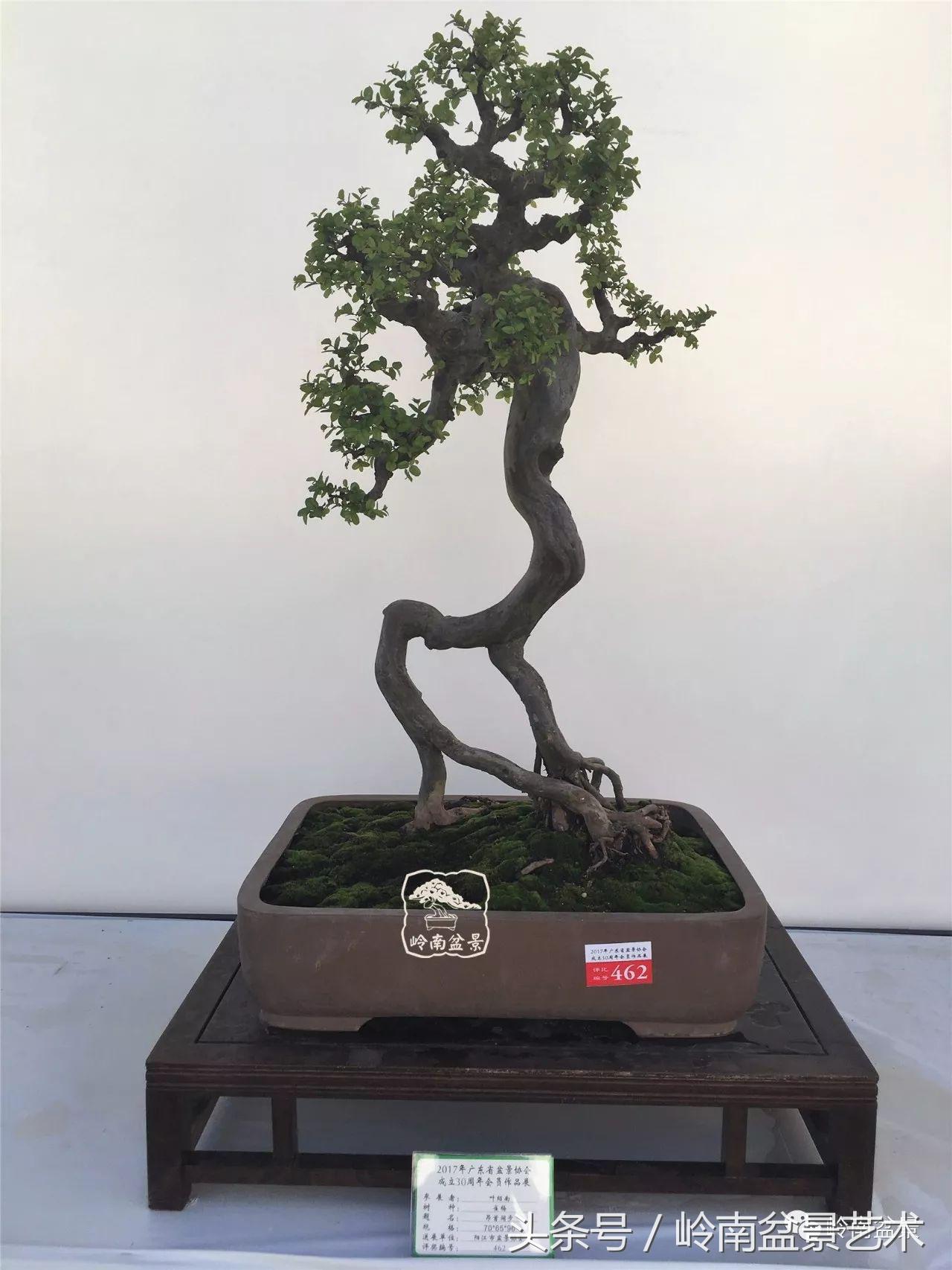 雀梅盆景价格在五千元至二万元的,经典中式庭院雀梅盆景100万以上