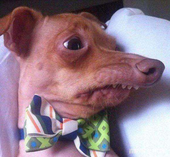 你对犬的疫苗了解多少,猫狗狂犬病科普