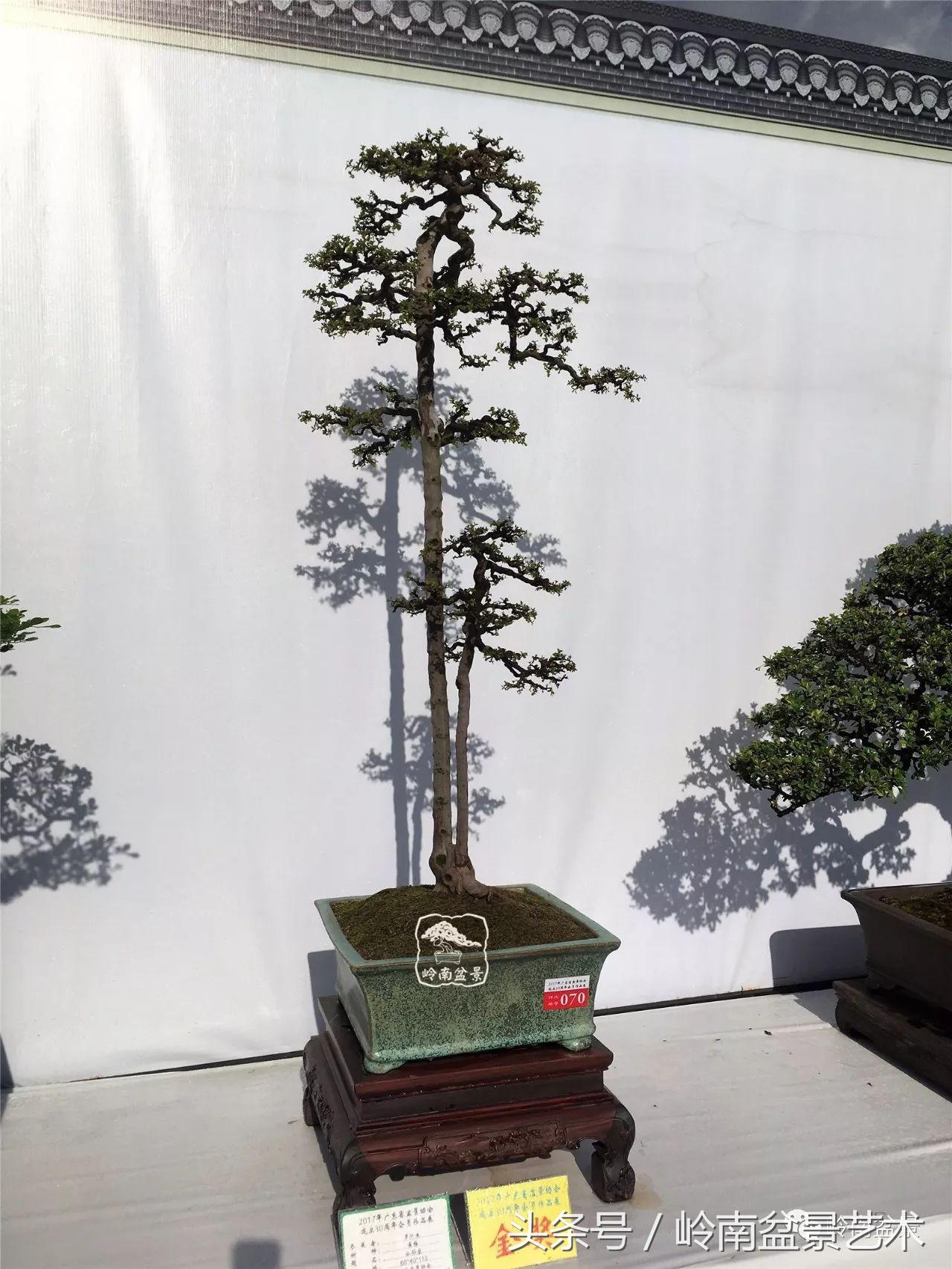 精品盆景雀梅杜鹃罗汉松,最美的100盆雀梅盆景建议收藏