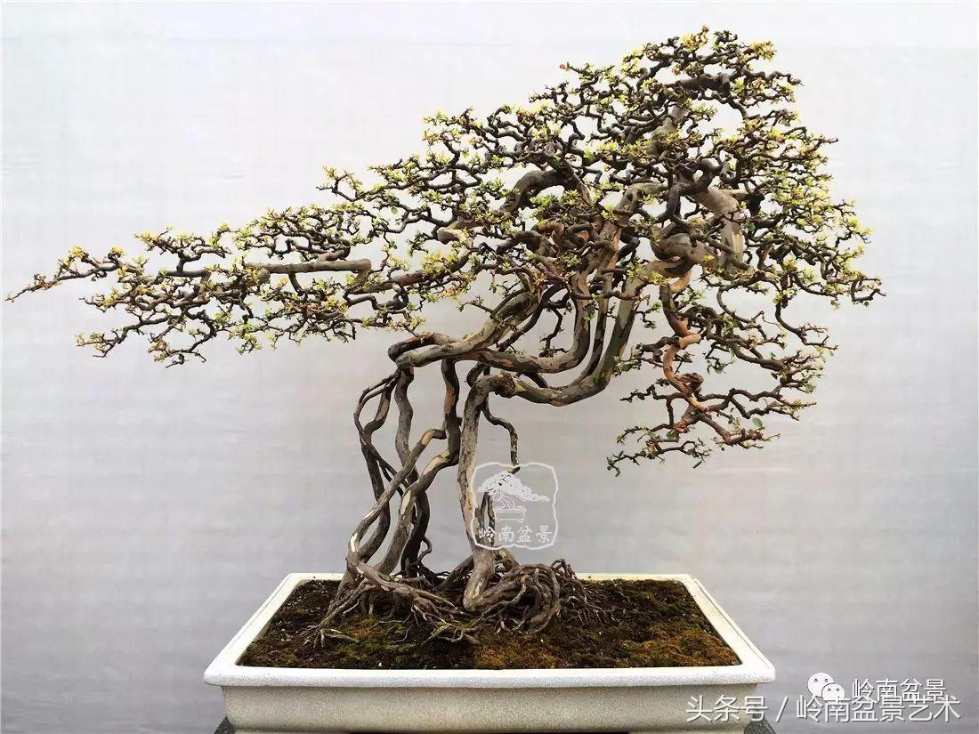 雀梅盆景100幅欣赏,珍藏雀梅盆景图片