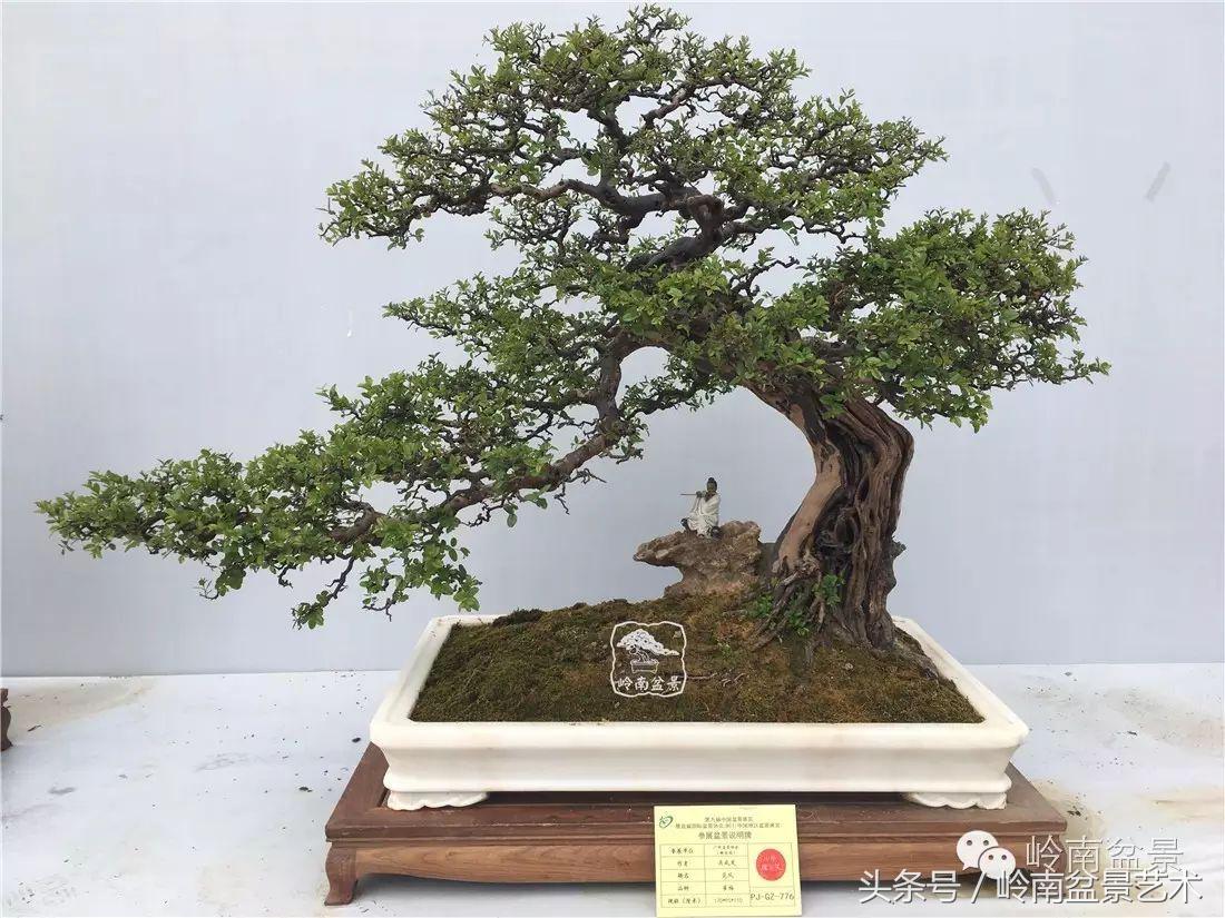 最值得收藏的六种盆景树种,十大珍贵盆景