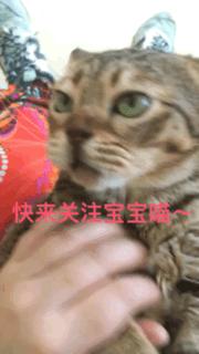 盘点发现自家猫咪干大坏事,主人回来发现猫被丢
