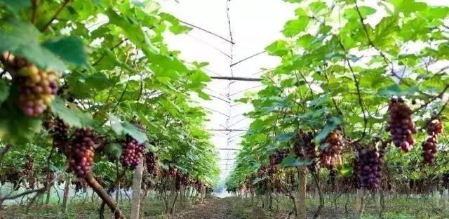 巽寮湾周边温泉,惠州巽寮湾海滨温泉度假村