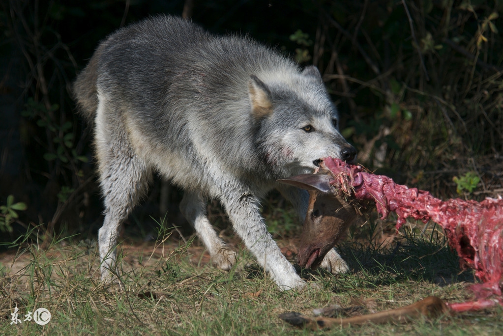 《狼群》第八章差距就是悲剧