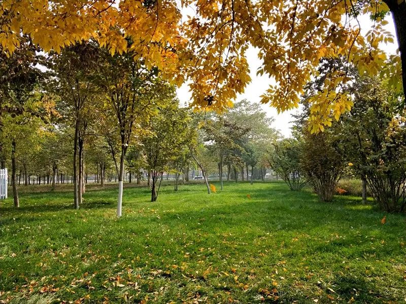 手机摄影作品也可以美不胜收,秋天手机摄影作品欣赏